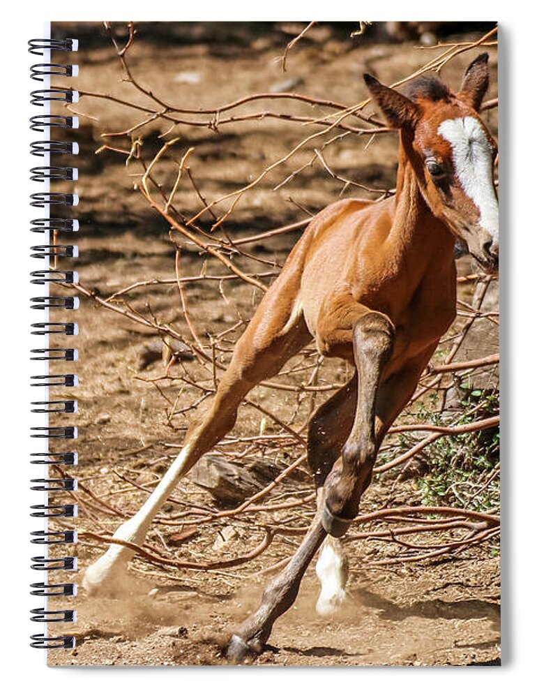 Arizona Spiral Notebook featuring the photograph Running Young Filly by Dawn Richards