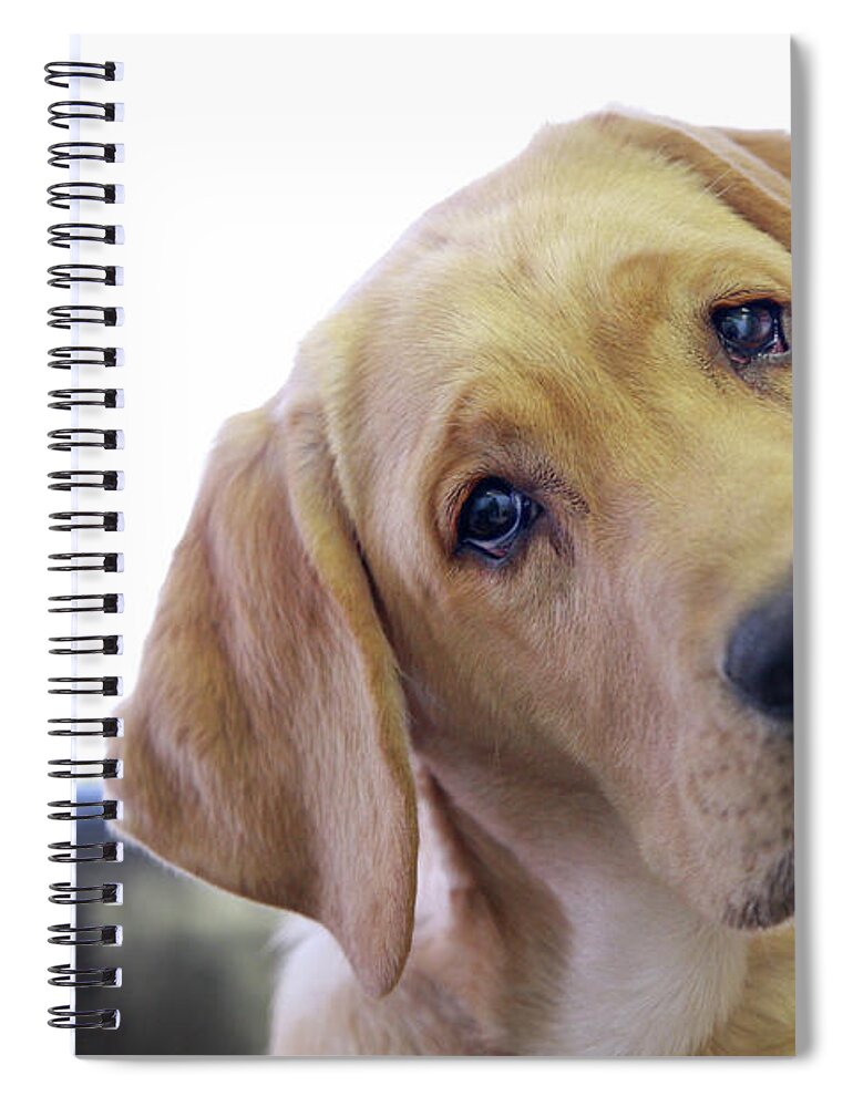 Pets Spiral Notebook featuring the photograph Sad Looking Yellow Lab With Head Tilted by Back In The Pack Dog Portraits
