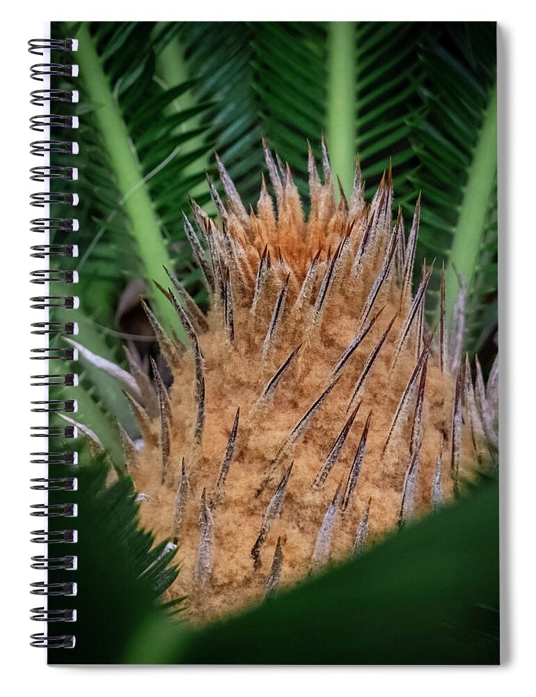 Flowers Spiral Notebook featuring the photograph Sago Palm by Silvia Marcoschamer