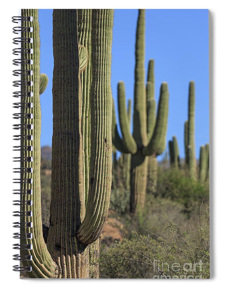 Saguro Spiral Notebook featuring the photograph Saguaro Cactus in the Arizona Desert by Edward Fielding