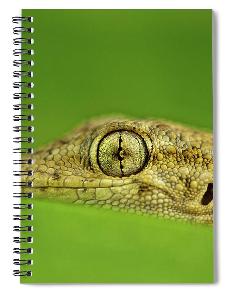 Animal Themes Spiral Notebook featuring the photograph Salamanquesa by Izlemus