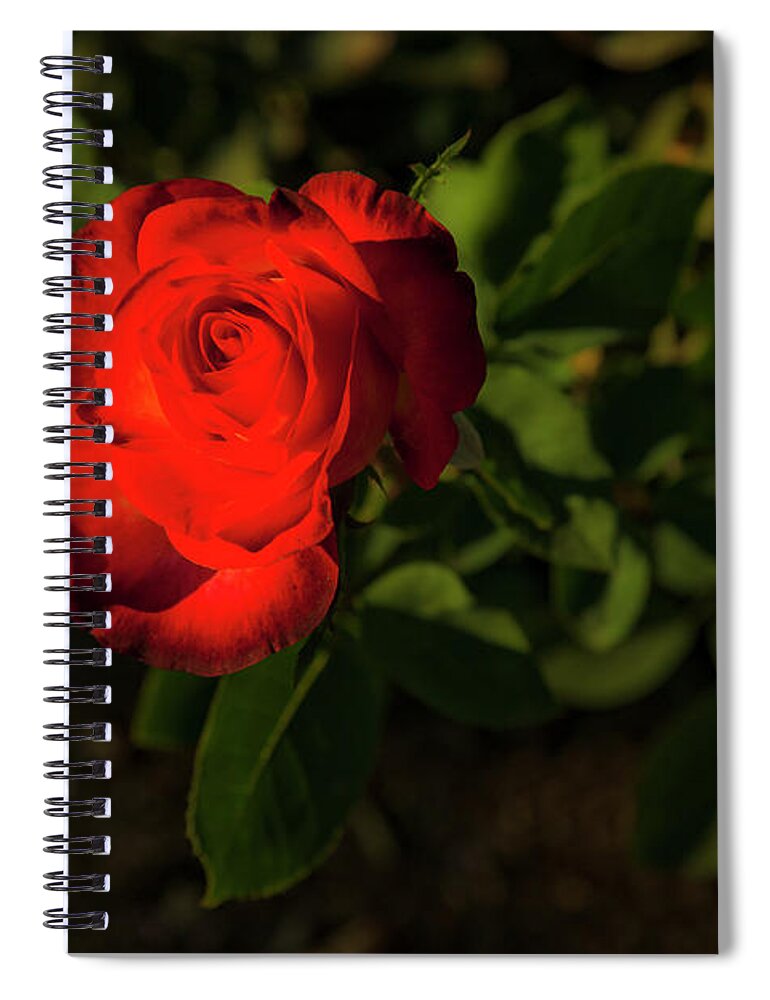 Single Rose In Light Spiral Notebook featuring the photograph San Juan Capistrano California Mission Single Red Rose by Catherine Walters