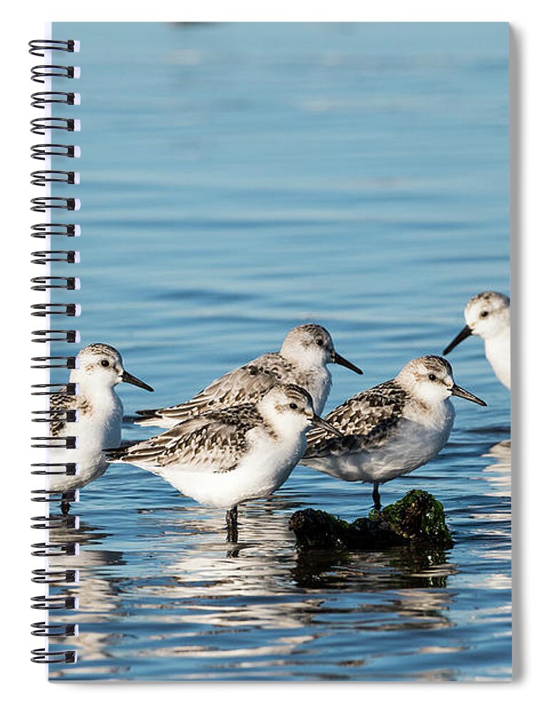 Birds Spiral Notebook featuring the photograph Sanderlings by Robert Potts