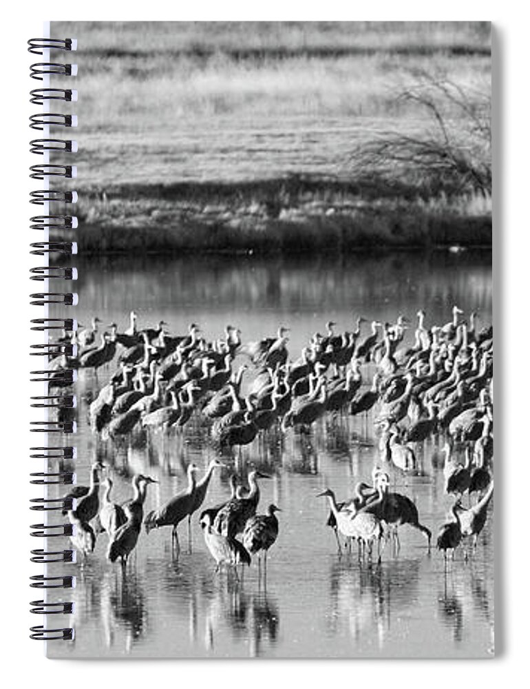 Richard E. Porter Spiral Notebook featuring the photograph Sandhill Cranes #4754, Muleshoe Wildlife Refuge, Texas by Richard Porter