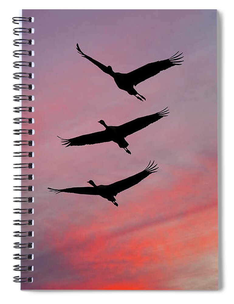 Animal Spiral Notebook featuring the photograph Sandhill Cranes at Sunset by Jeff Goulden