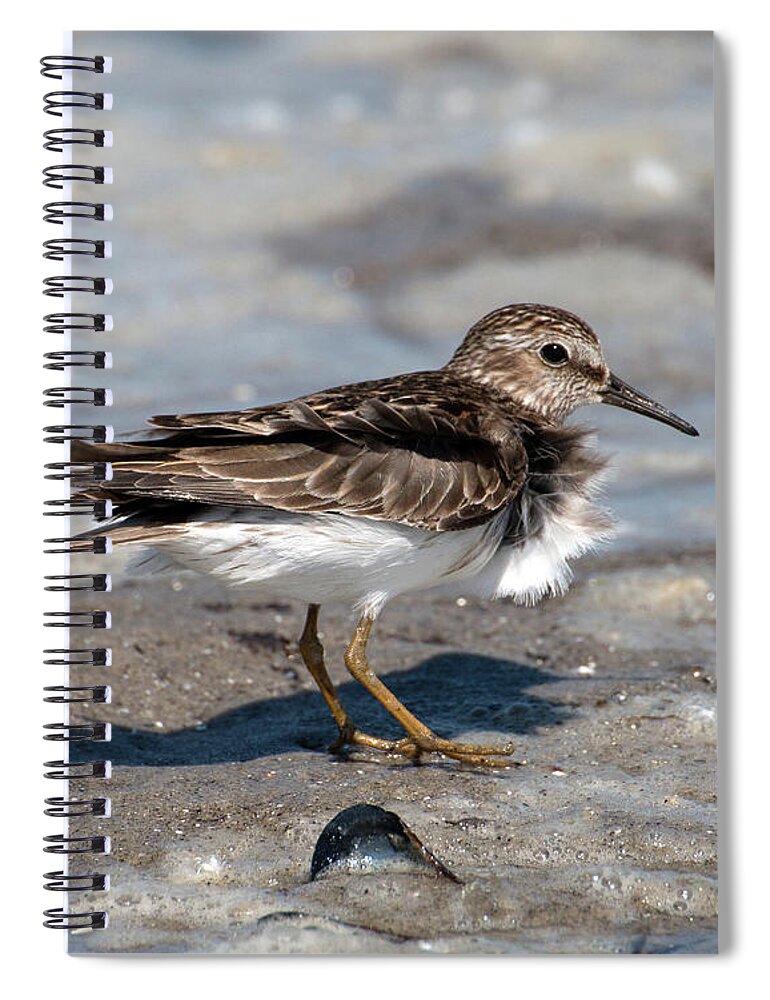 Sandpiper Spiral Notebook featuring the photograph Sandpiper at Tidal Pool by William Selander