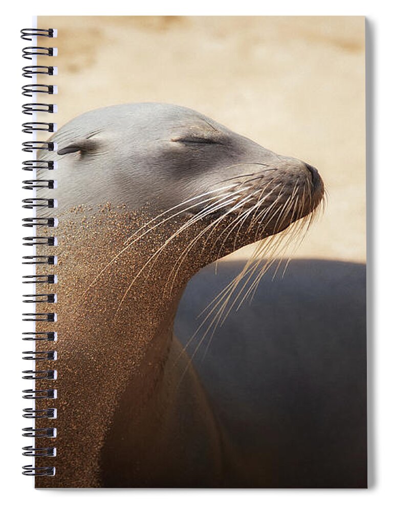 Sea Lion Spiral Notebook featuring the photograph Sandy Sleek Serene by Becqi Sherman