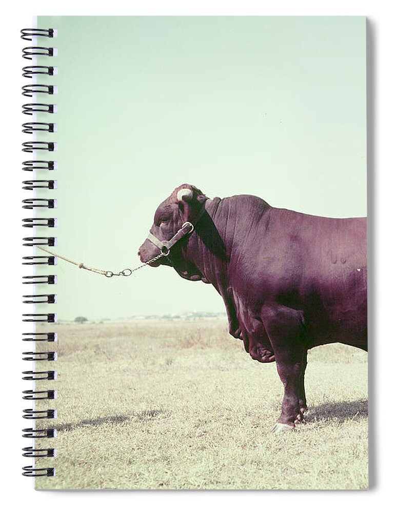 Beef Spiral Notebook featuring the photograph Santa Gertrudis bull by John Dominis