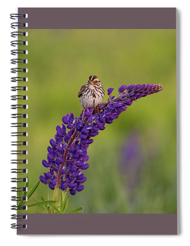 Savannah Sparrow Spiral Notebook featuring the photograph Savannah Sparrow by Rob Davies