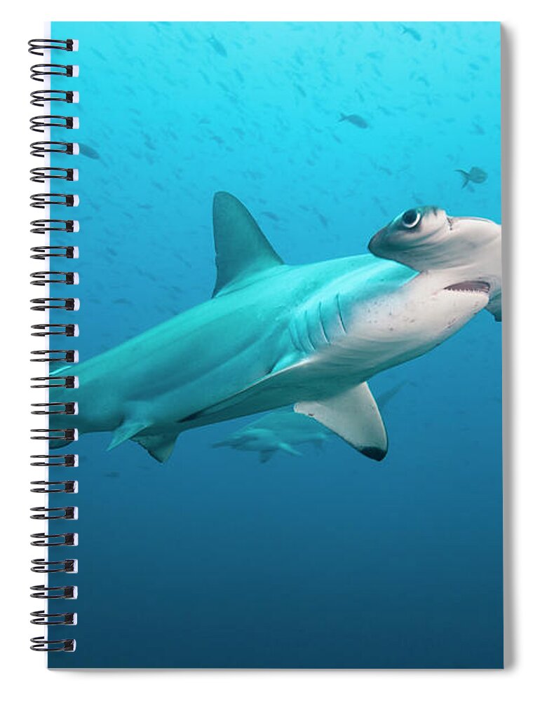 Underwater Spiral Notebook featuring the photograph Scalloped Hammerhead Shark, Galapagos by Michele Westmorland