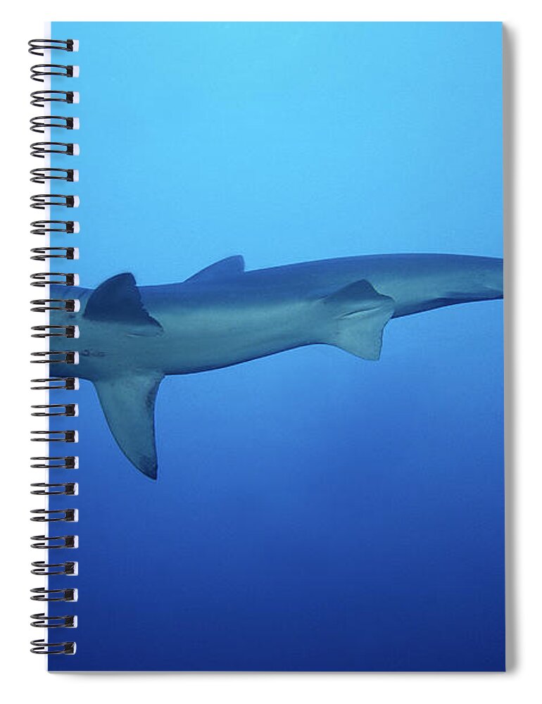 Underwater Spiral Notebook featuring the photograph Scalloped Hammerhead Shark,sphyrna by Gerard Soury