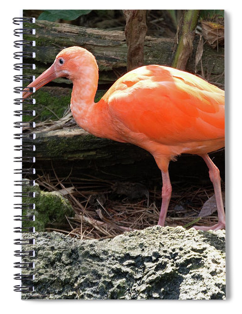 Ibis Spiral Notebook featuring the photograph Scarlet Ibis by Margaret Zabor