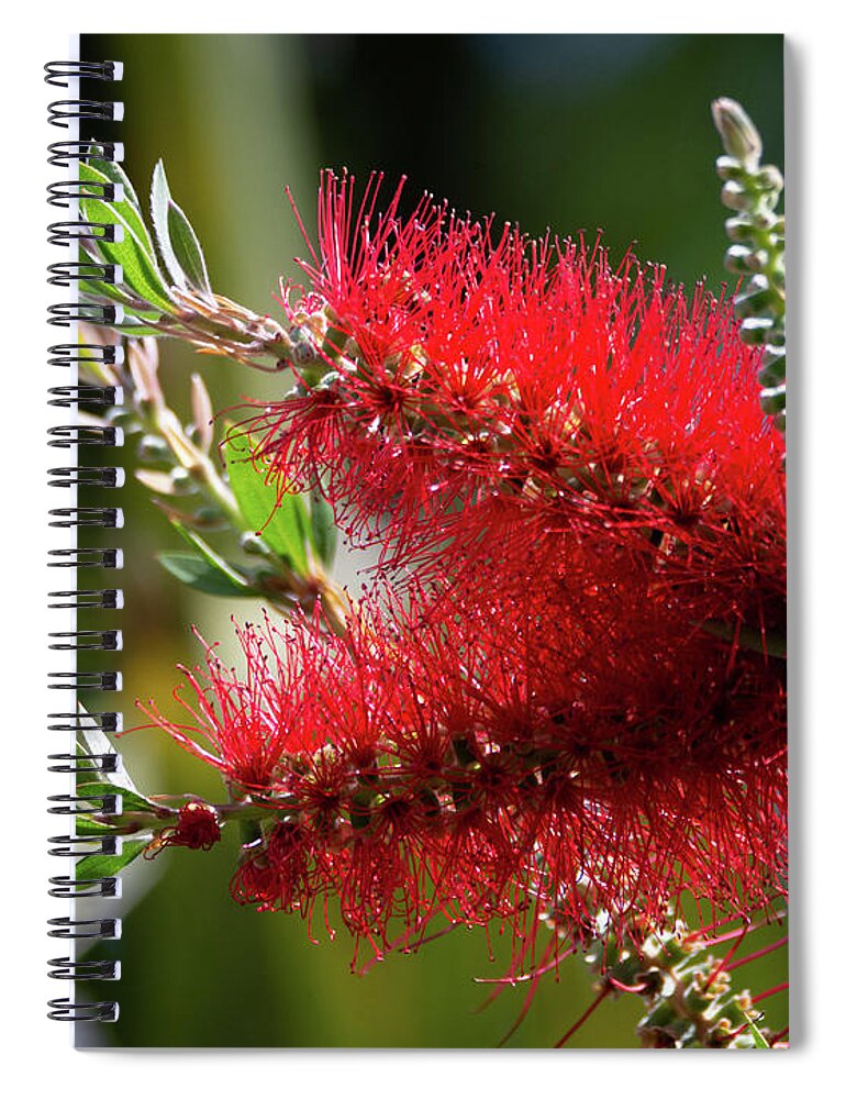 Scarlet Red Bottlebrush Spiral Notebook featuring the photograph Scarlet Red Bottlebrush by Debra Martz