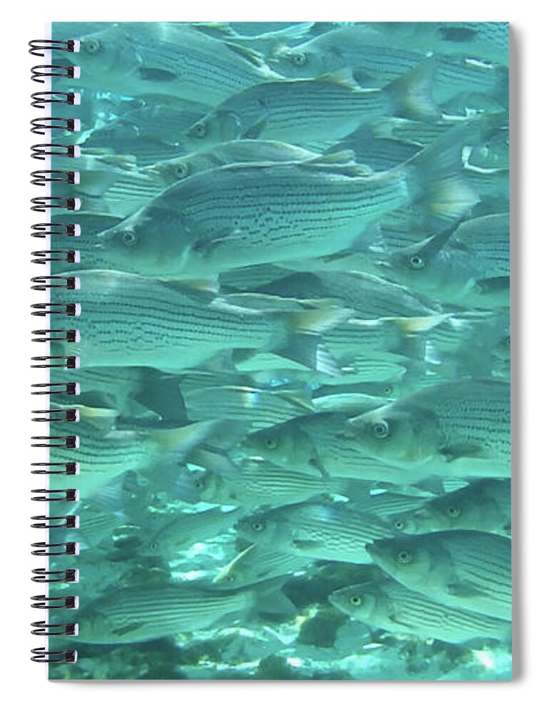 School Spiral Notebook featuring the photograph School of Fish, Natural Spring by Philip And Robbie Bracco