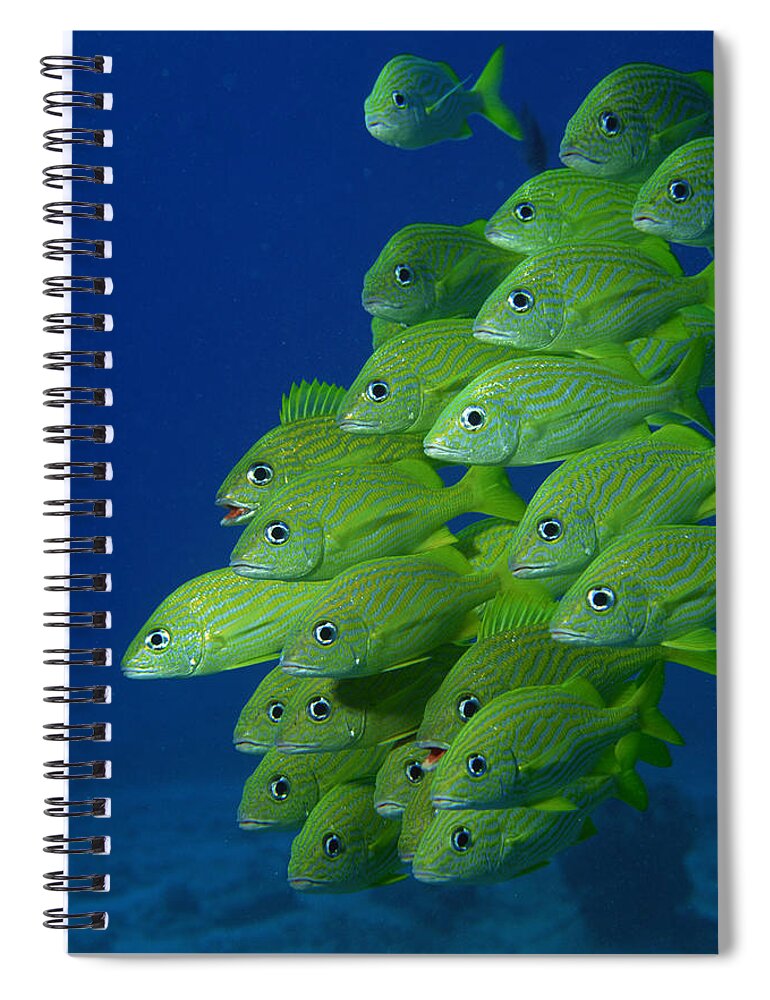 Underwater Spiral Notebook featuring the photograph School Of French Bluestriped And by Comstock