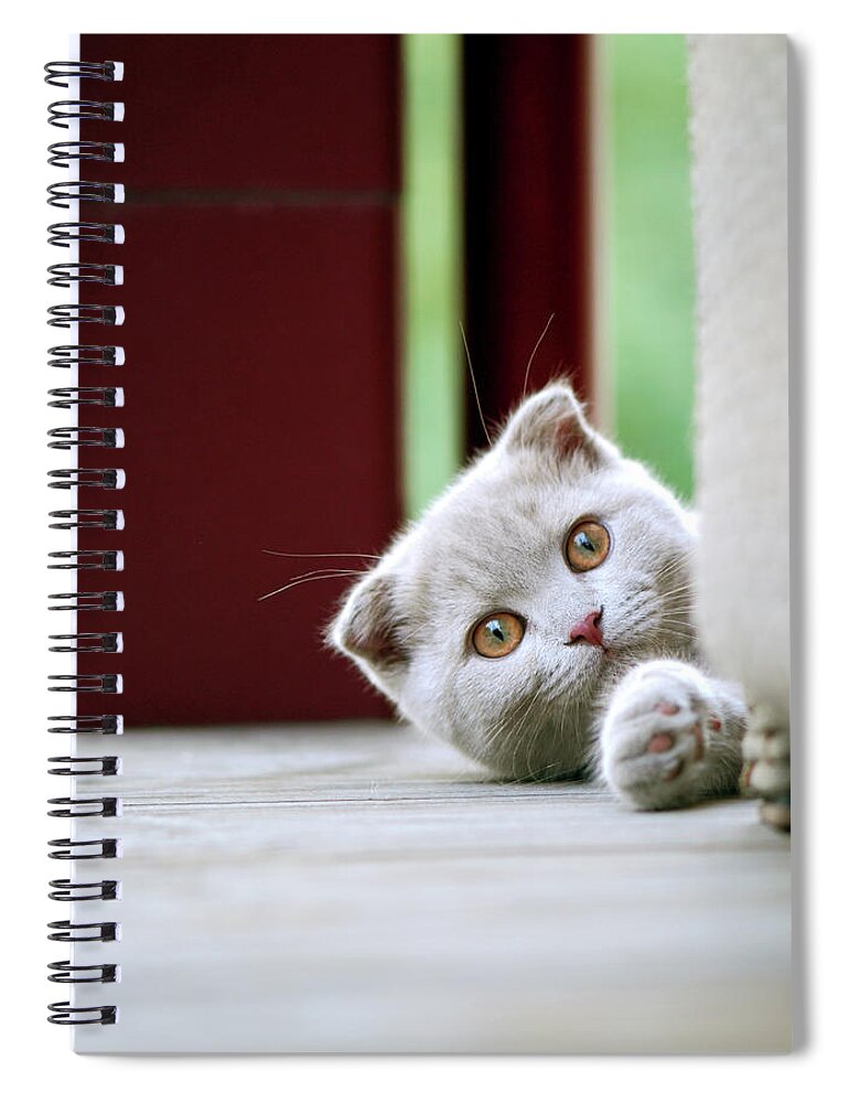 Pets Spiral Notebook featuring the photograph Scottish Fold Kitten On Balcony by Photos Of Linda Gavin