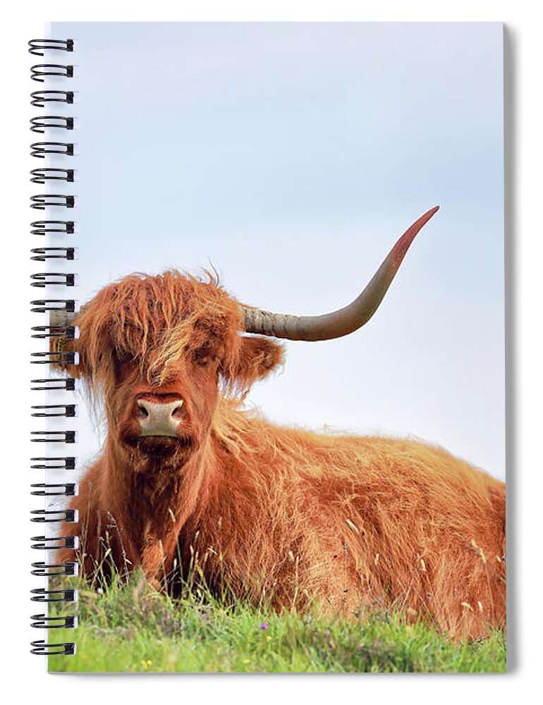 Highland Cow Spiral Notebook featuring the photograph Scottish Highland Cow - Drinan - Skye by Grant Glendinning