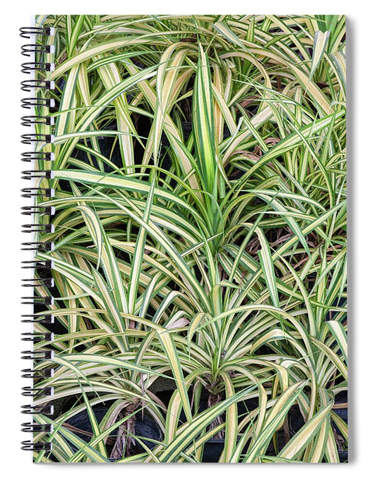 Screw Pine Leaf Plant Spiral Notebook featuring the photograph Screw Pine Leaf 101 by Rich Franco