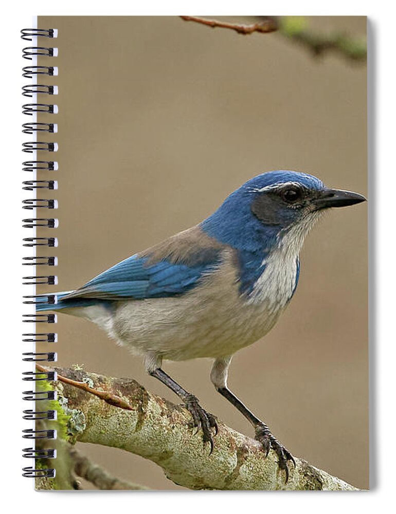 Scrub Jay Spiral Notebook featuring the photograph Scrub Jay by Natural Focal Point Photography