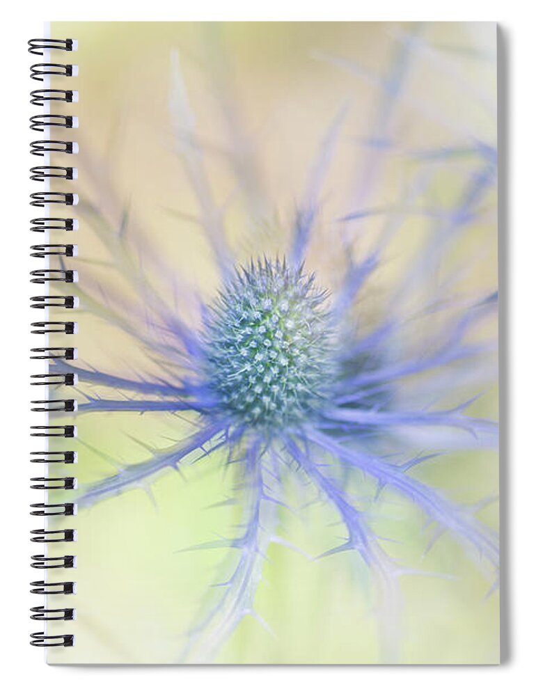 Sea Holly Spiral Notebook featuring the photograph Sea Holly Dance by Anita Nicholson