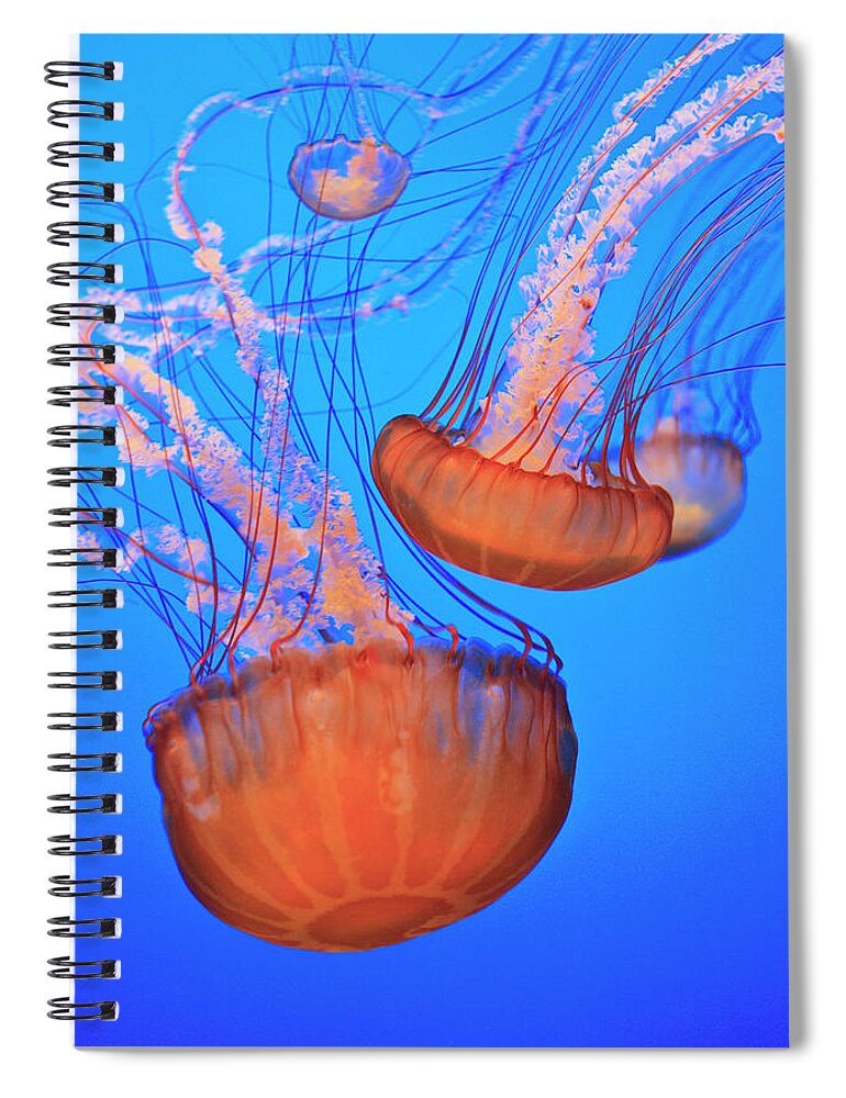 Underwater Spiral Notebook featuring the photograph Sea Nettles Chrysaora Fuscescens In by Stuart Westmorland / Design Pics