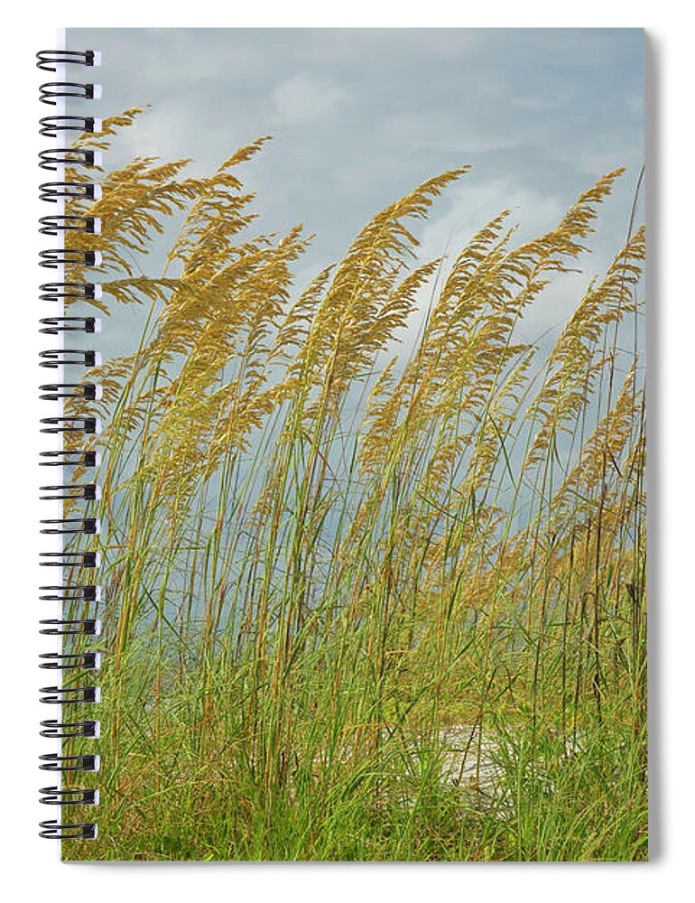 Sea Oats Spiral Notebook featuring the photograph Sea Oats On A Beach by Dennis Schmidt