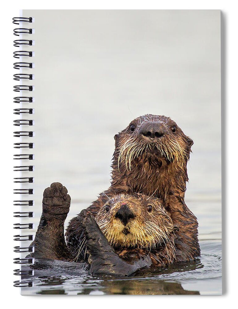 Sebastian Kennerknecht Spiral Notebook featuring the photograph Sea Otter Pup Hugging Mother by Sebastian Kennerknecht