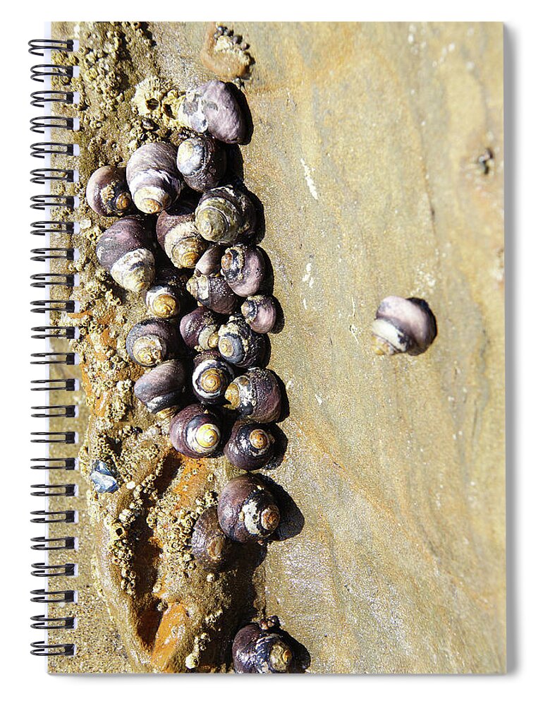 Coast Spiral Notebook featuring the photograph Sea snail cluster by Steve Estvanik