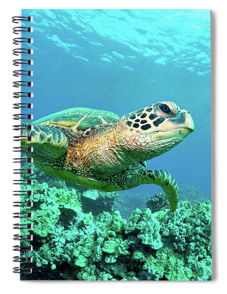 Underwater Spiral Notebook featuring the photograph Sea Turtle In Coral, Hawaii by M Sweet