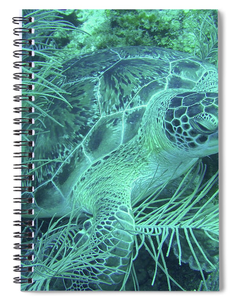 Marine Life Spiral Notebook featuring the photograph Sea Turtle Underwater Wonders by Leslie Struxness