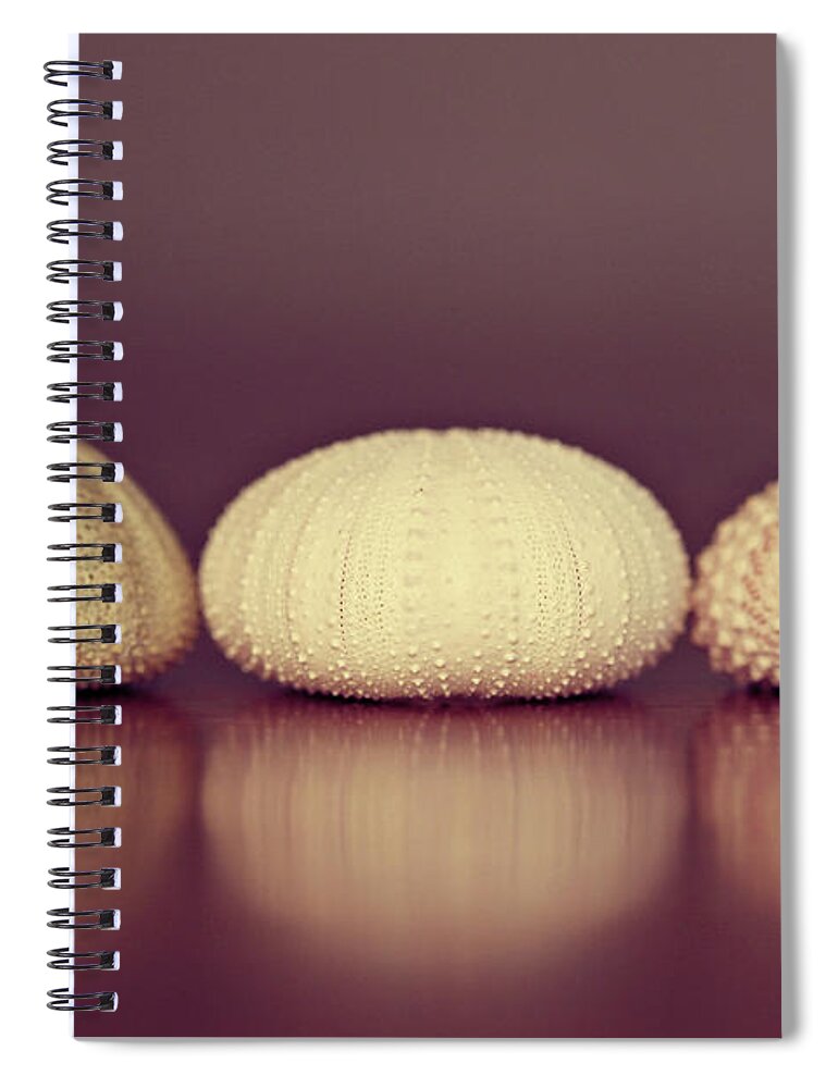 Sea Urchin Spiral Notebook featuring the photograph Sea Urchin Shell by Amelia Kay Photography