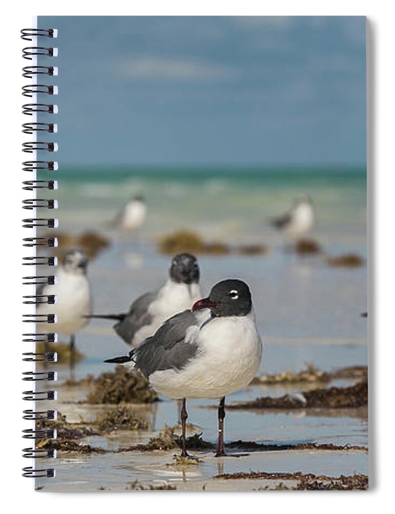 Seagull Spiral Notebook featuring the photograph Seagull at Holbox, Mexico by Julieta Belmont