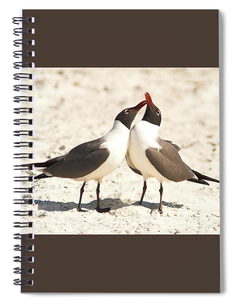 Laughing Gull Spiral Notebook featuring the photograph Seagull Love by Jane Axman