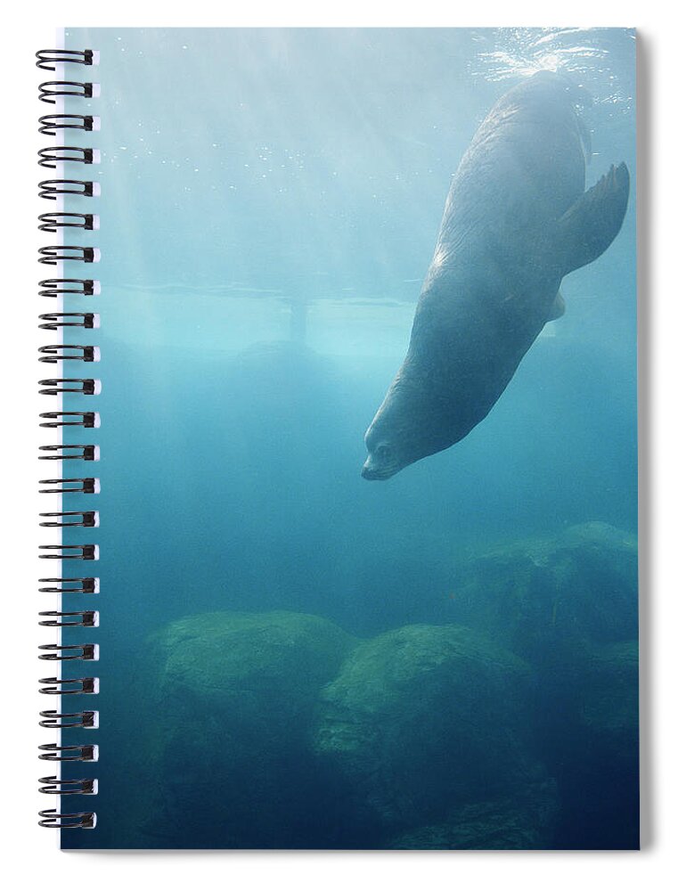 Underwater Spiral Notebook featuring the photograph Seal At Aquarium by Lisa Romerein