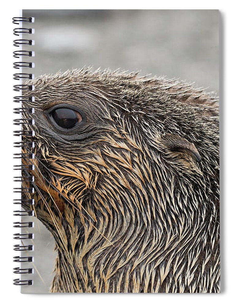 Seal Spiral Notebook featuring the photograph Seal of Approval by Alex Lapidus