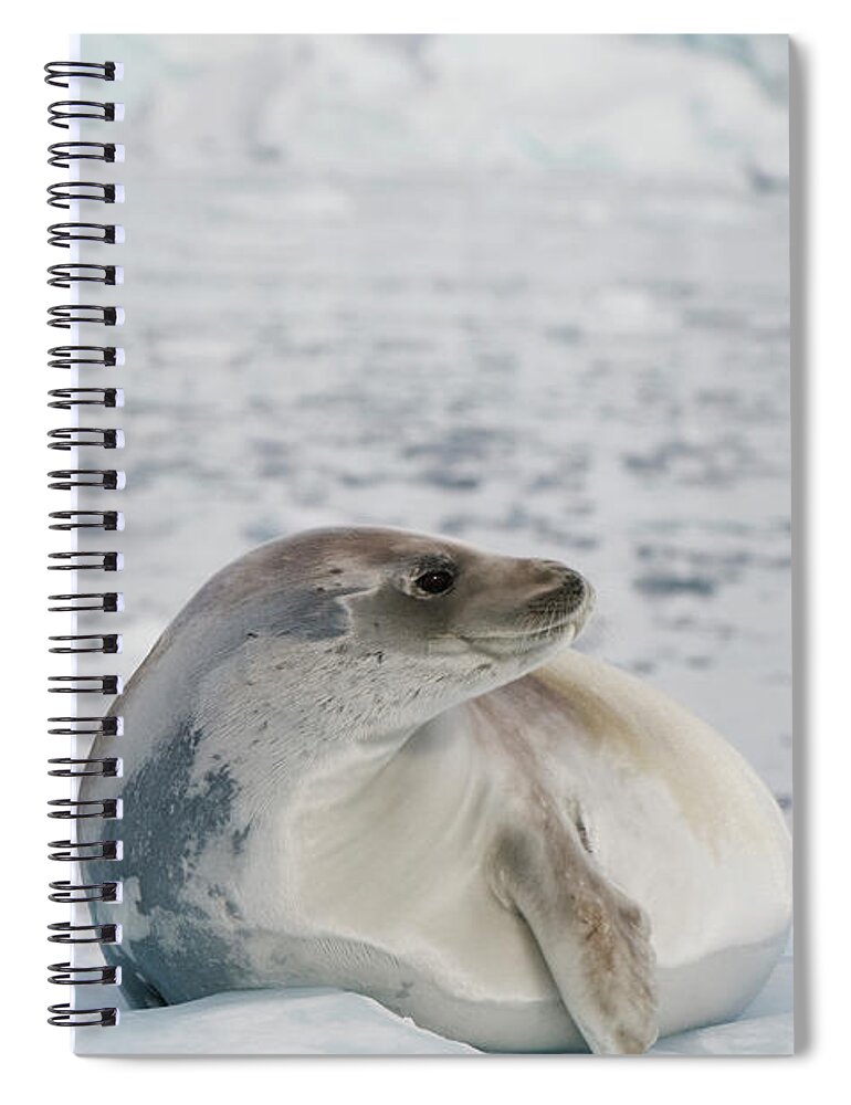 Iceberg Spiral Notebook featuring the photograph Seal On The Ice by Jim Julien / Design Pics