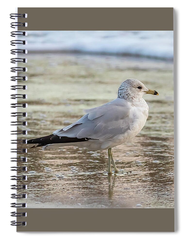 Surf Spiral Notebook featuring the photograph Seaside Gull by Donna Twiford