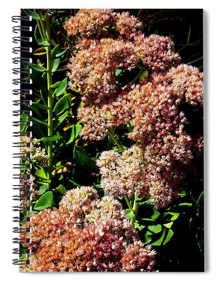 Nature Spiral Notebook featuring the photograph Sedum Closeup 05 by Mike McBrayer