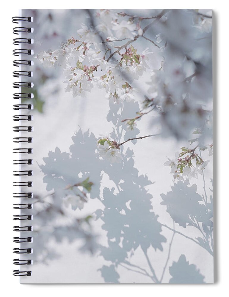 Shadow Spiral Notebook featuring the photograph Shadow Of Cherry Blossoms On Wall With by Eriko Koga