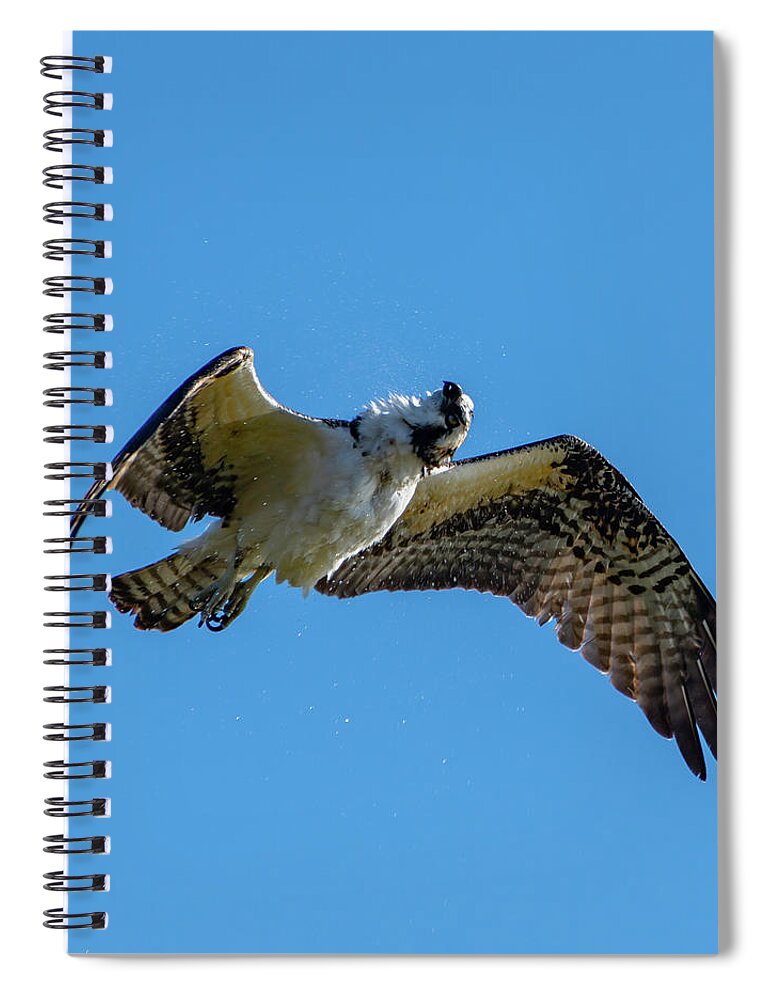 Osprey Spiral Notebook featuring the photograph Shake it Off 2 by Douglas Killourie