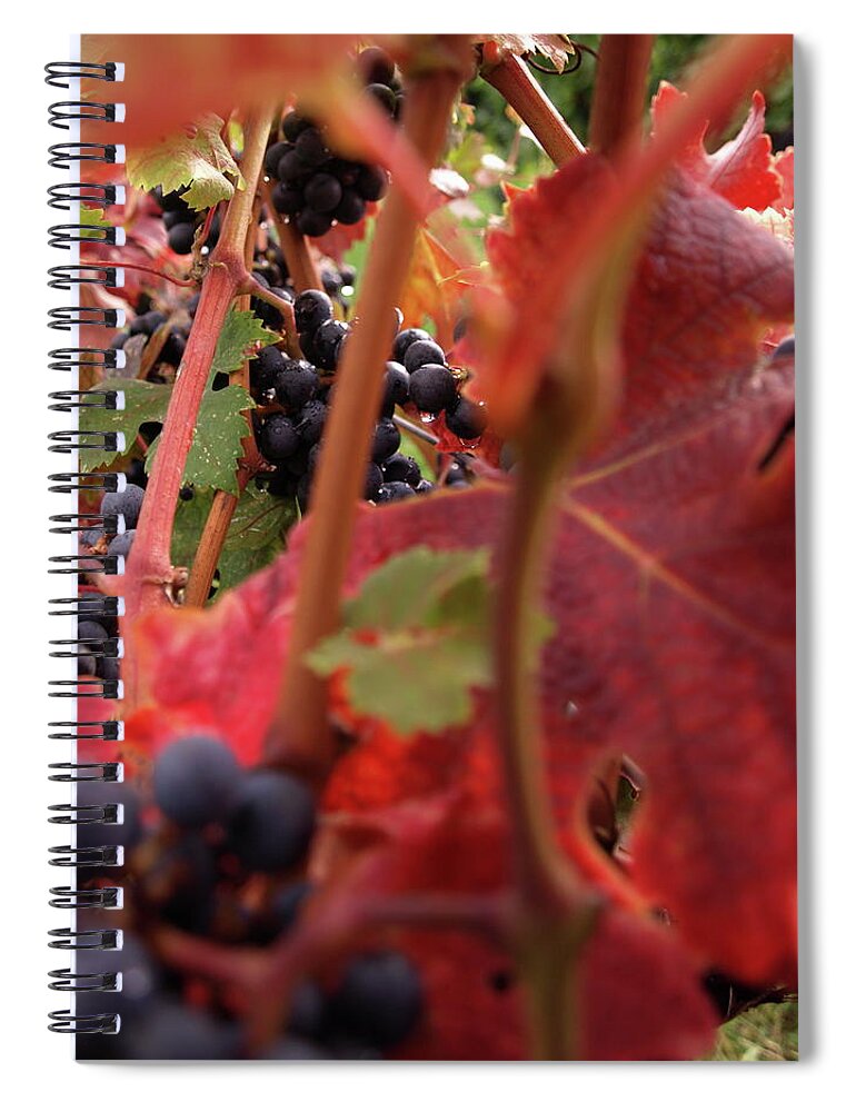 Grapes Spiral Notebook featuring the photograph Shalestone - 4 by Jeffrey Peterson