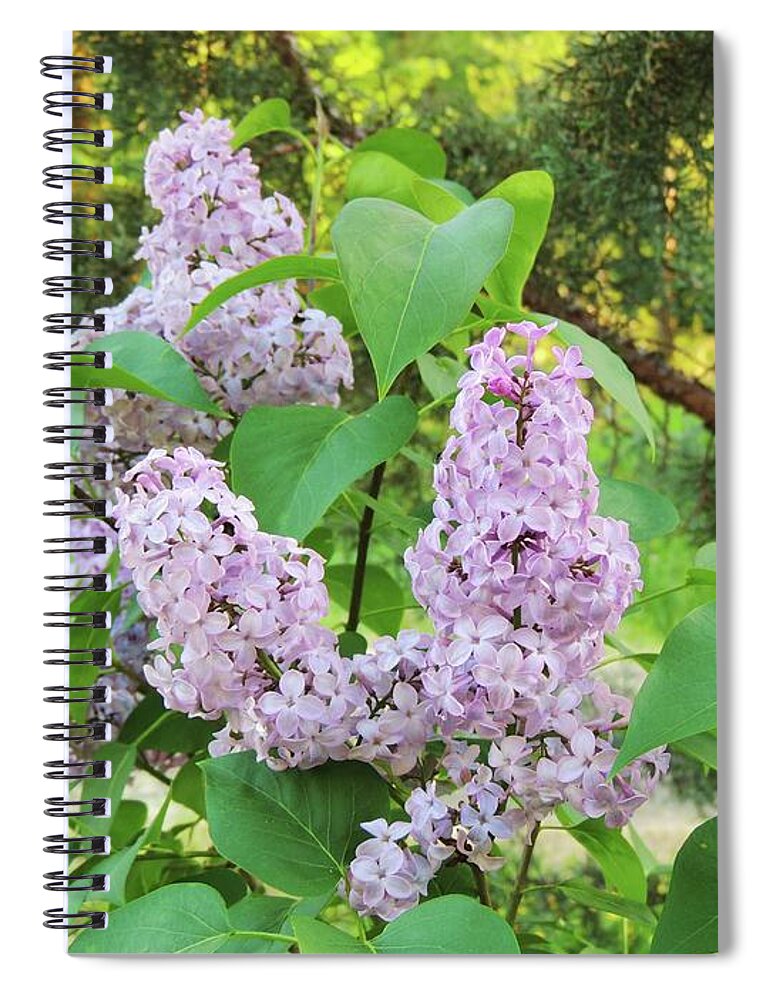 Flowers Spiral Notebook featuring the photograph Shaniko Lilacs by Julie Rauscher