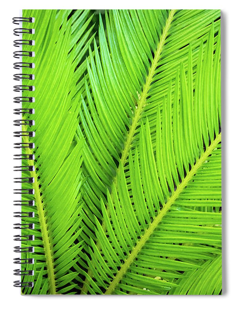 Georgia Mizuleva Spiral Notebook featuring the photograph Sharp Green Fan - Upwards by Georgia Mizuleva