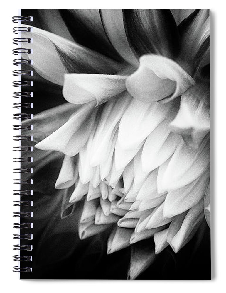 Asteraceae Spiral Notebook featuring the photograph She is Slipping Away by Venetta Archer