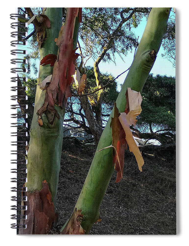 Shedding Spiral Notebook featuring the photograph Shedding Tree Bark by James Canning