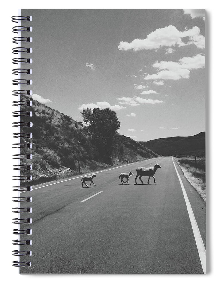 Animal Spiral Notebook featuring the photograph Sheep Crossing by Kevinruss