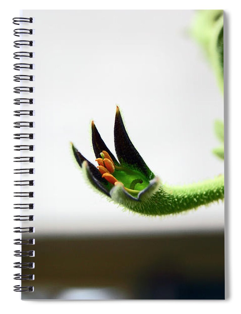 South Yorkshire Spiral Notebook featuring the photograph SHEFFIELD. The Botanical Gardens Pavillions by Lachlan Main