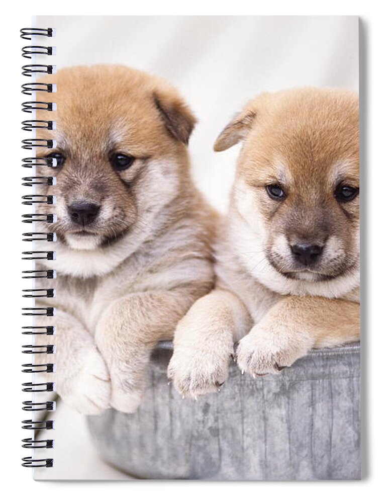 Pets Spiral Notebook featuring the photograph Shiba Inu Puppies In Aluminum Tub by Gyro Photography/amanaimagesrf