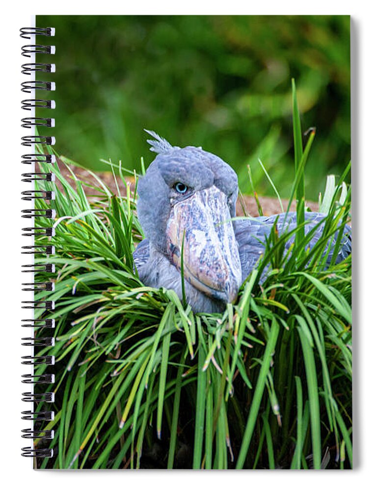 Shoebill Spiral Notebook featuring the photograph Shoebill Stork Nesting by Anthony Jones