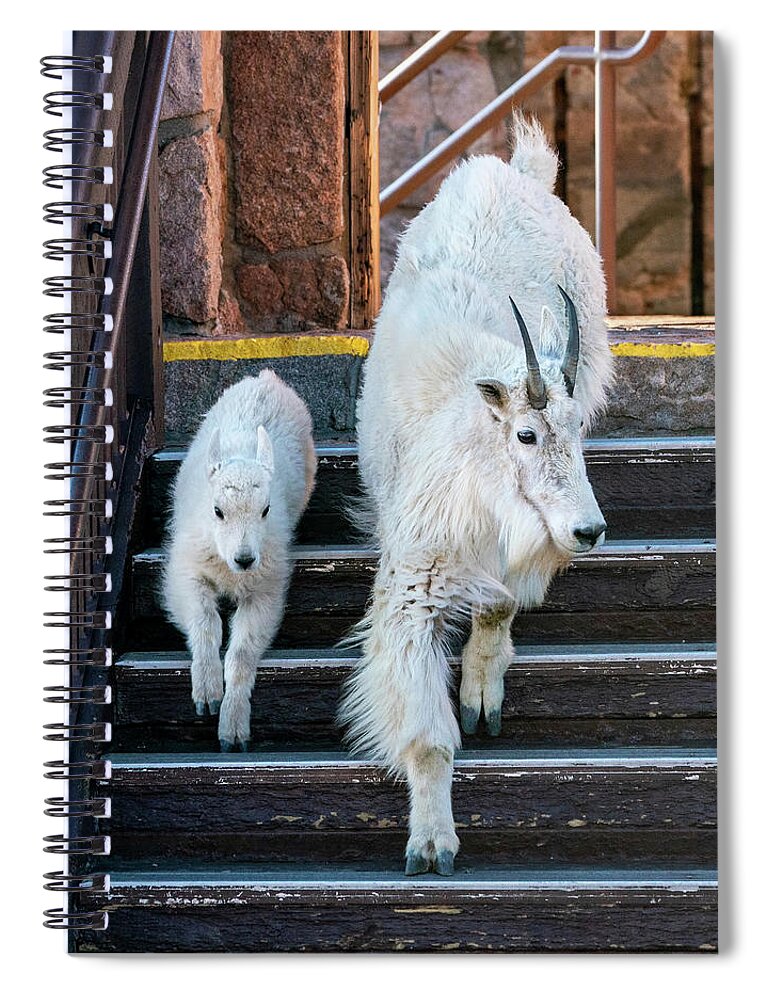 Mountain Goat Spiral Notebook featuring the photograph Shopping on the Promenade by Judi Dressler